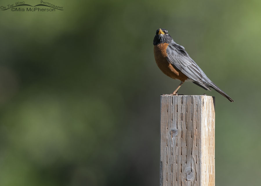 American Robin adult calling, Wasatch Mountains, Summit County, Utah