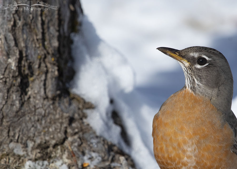 Wintertime American Robin close up, Salt Lake County, Utah
