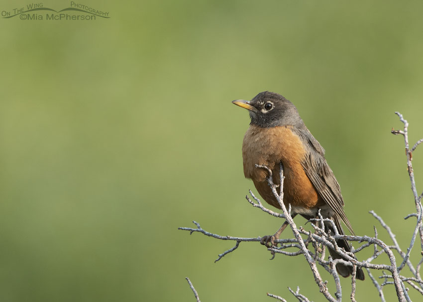 Adult American Robin perched on a dead bush, Wasatch Mountains, Summit County, Utah