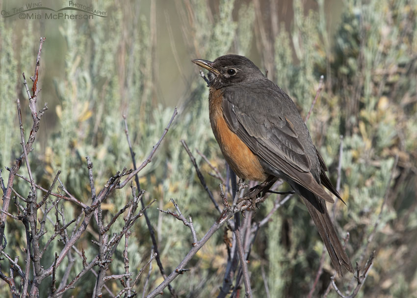 Female American Robin in a canyon, Wasatch Mountains, Summit County, Utah