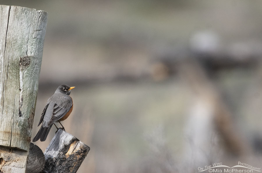 American Robin in the mountains, Wasatch Mountains, Morgan County, Utah
