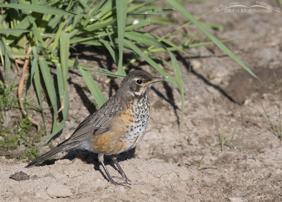 Wasatch Mountain American Robin fledgling foraging, Wasatch Mountains, Summit County, Utah