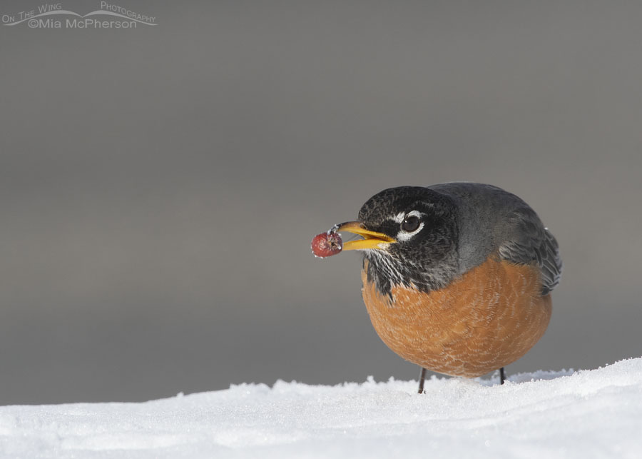 American Robin in the snow with fruit in its bill, Salt Lake County, Utah