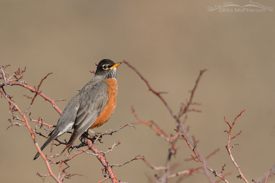 American Robin perched on a barren hawthorn, Wasatch Mountains, Morgan County, Utah