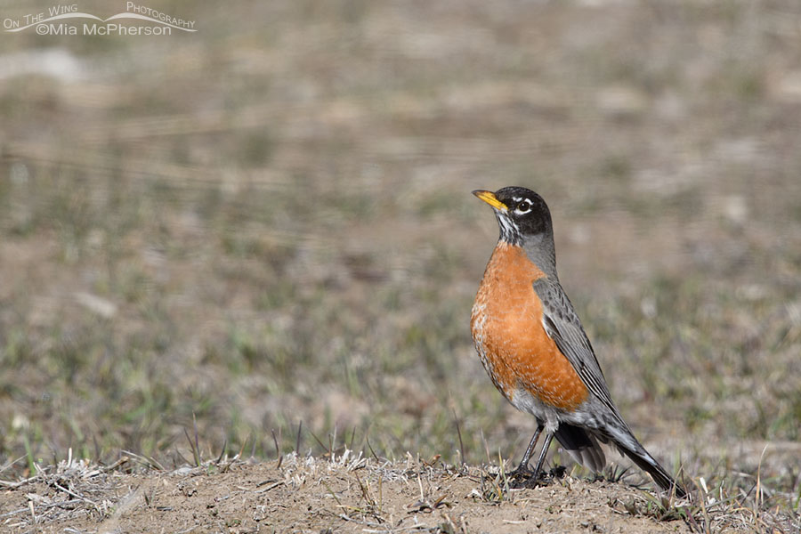Adult American Robin in a late winter horse pasture, Wasatch Mountains, Summit County, Utah