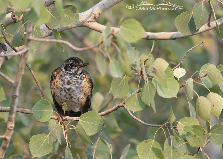 Immature American Robin resting in an aspen tree, Wasatch Mountains, Summit County, Utah