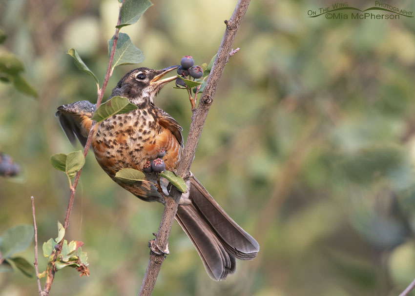 Immature American Robin reaching for a berry, Wasatch Mountains, Summit County, Utah