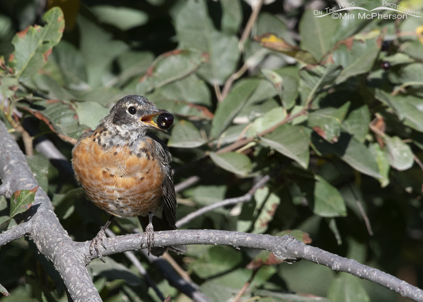 Immature American Robin with a chokecherry, Smith and Morehouse Reservoir, Summit County, Utah