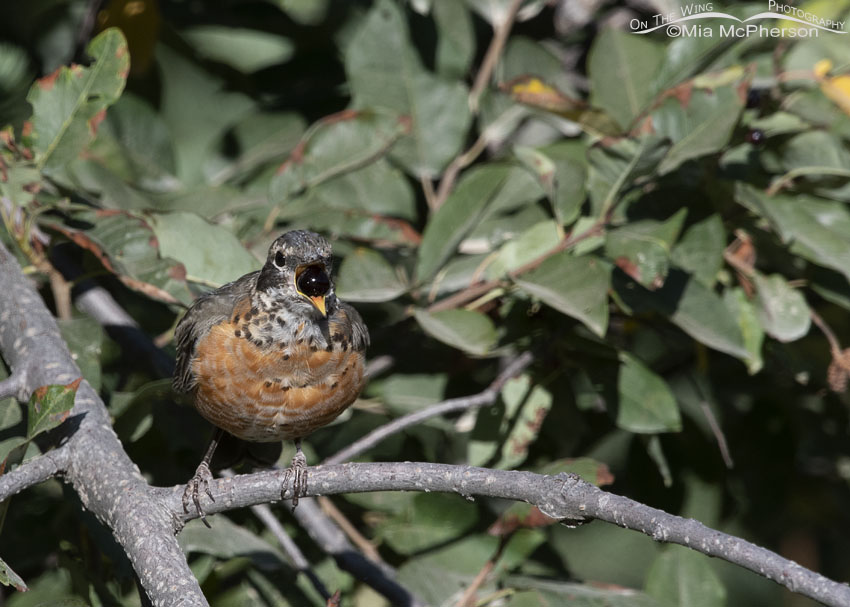 Immature American Robin swallowing a chokecherry, Smith and Morehouse Reservoir, Summit County, Utah
