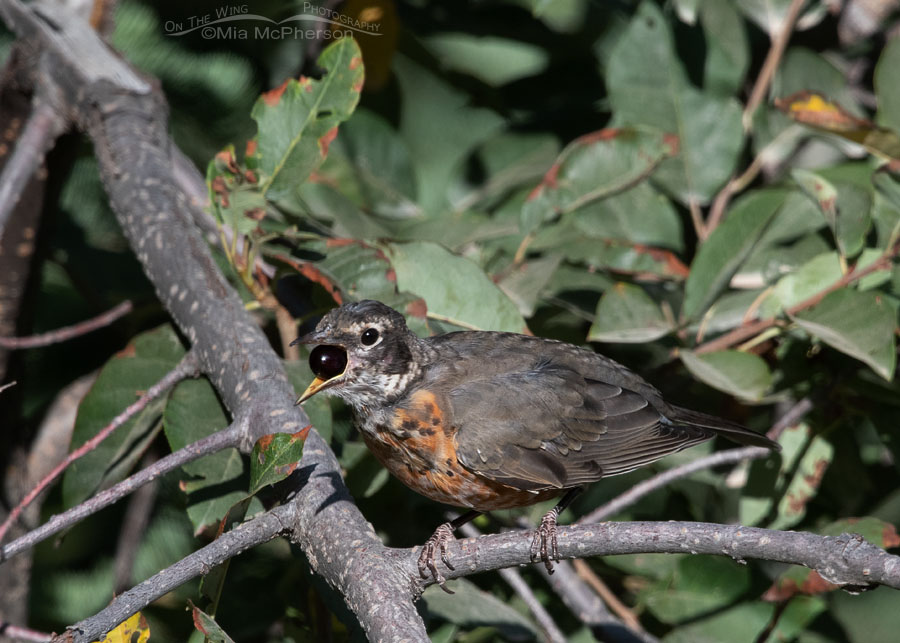 Immature American Robin swallowing a ripe chokecherry, Smith and Morehouse Reservoir, Summit County, Utah