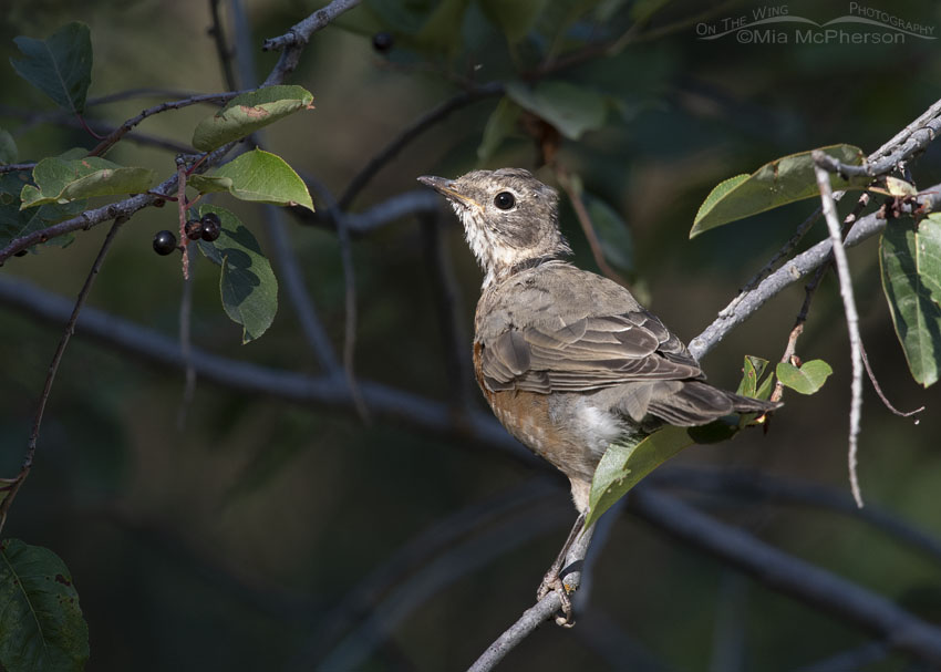 Immature American Robin in a chokecherry tree, Smith and Morehouse Reservoir, Summit County, Utah