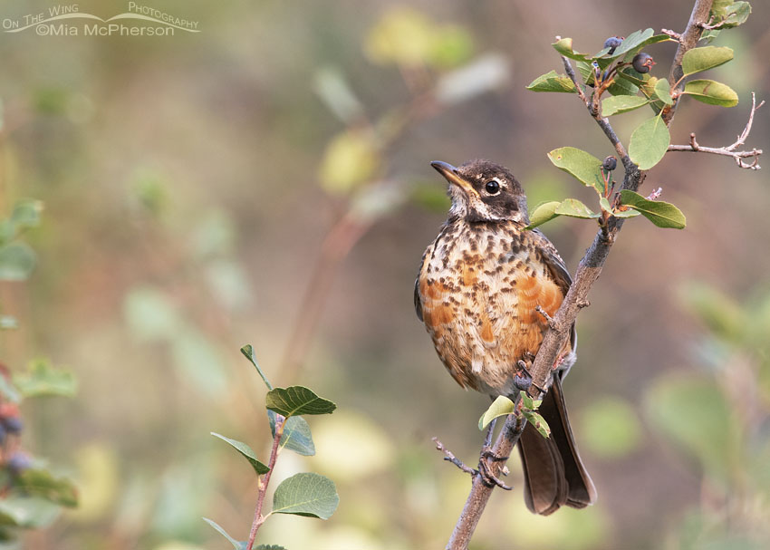Immature American Robin perched on a serviceberry shrub, Wasatch Mountains, Summit County, Utah