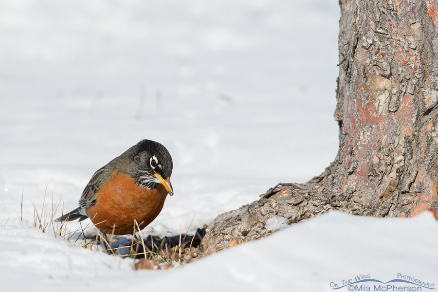 American Robin looking for crabapples in snow, Salt Lake County, Utah