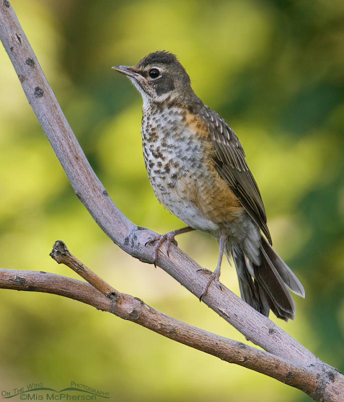 American Robin juvenile perched on a branch in Salt Lake County, Utah