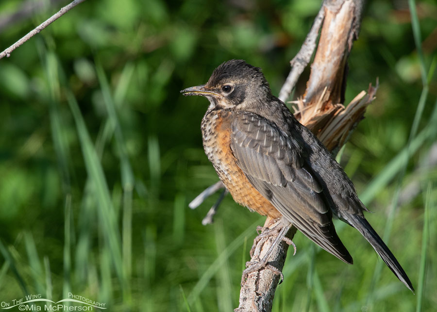 Juvenile American Robin in July, Wasatch Mountains, Summit County, Utah