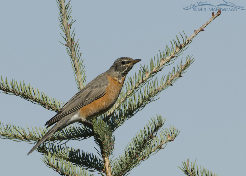 American Robin in a conifer, Madison County, Montana