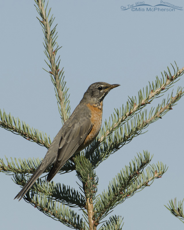 American Robin in Madison County, Montana