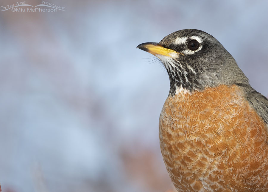 American Robin Images