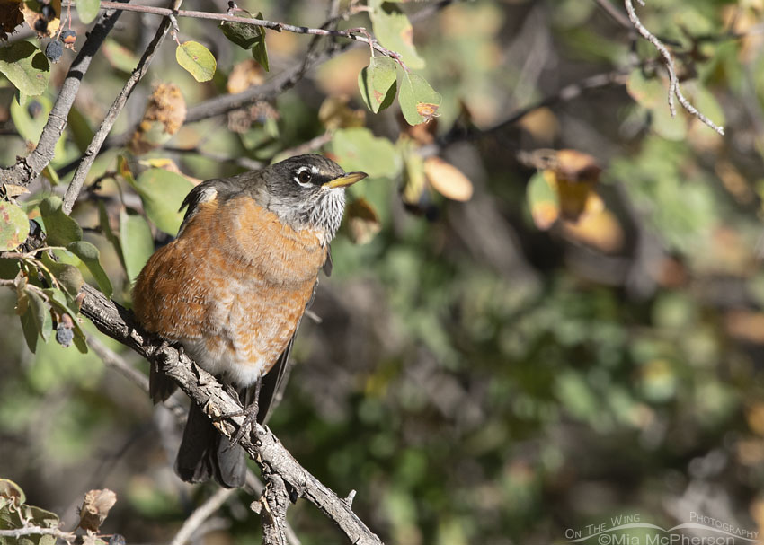 Adult American Robin in a serviceberry tree, Wasatch Mountains, Morgan County, Utah