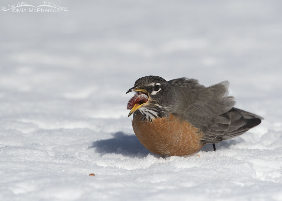 An American Robin swallowing a crabapple whole, Salt Lake County, Utah