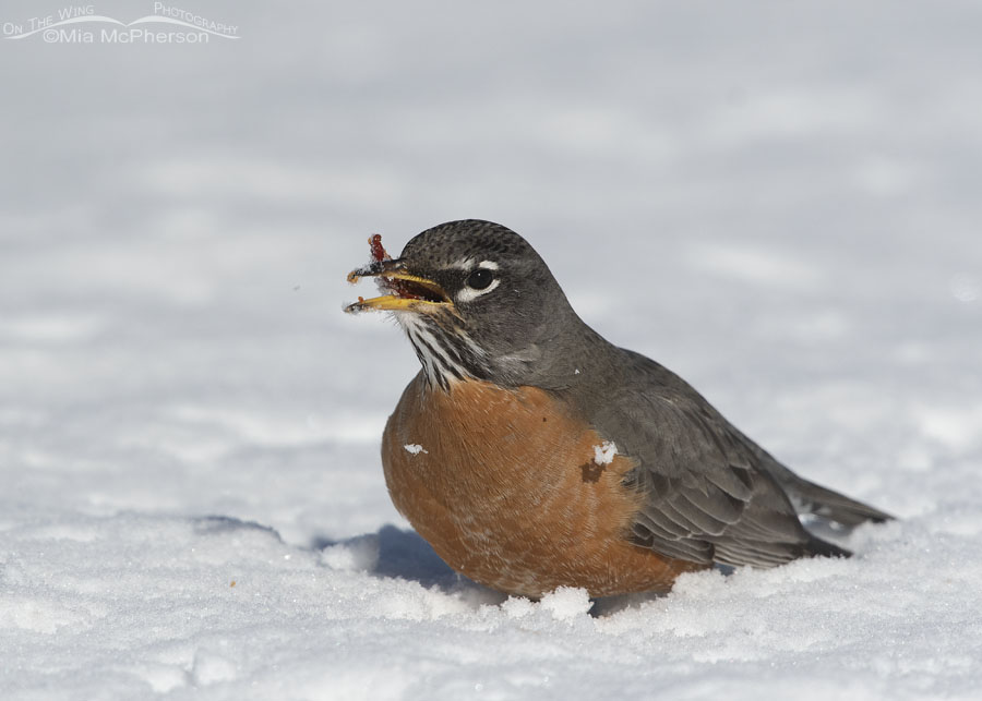 American Robin in deep snow swallowing a crabapple, Salt Lake County, Utah