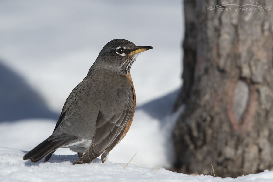 Winter American Robin on a snow bank, Salt Lake County, Utah
