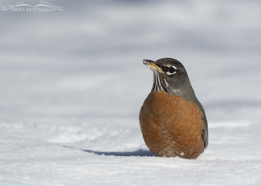 American Robin in snow, Salt Lake County, Utah