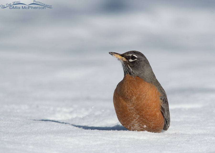 An American Robin in deep snow with an eye on the sky, Salt Lake County, Utah