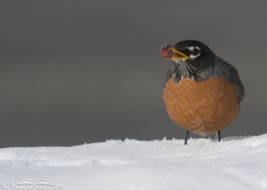 Adult American Robin with a crabapple in snow, Salt Lake County, Utah