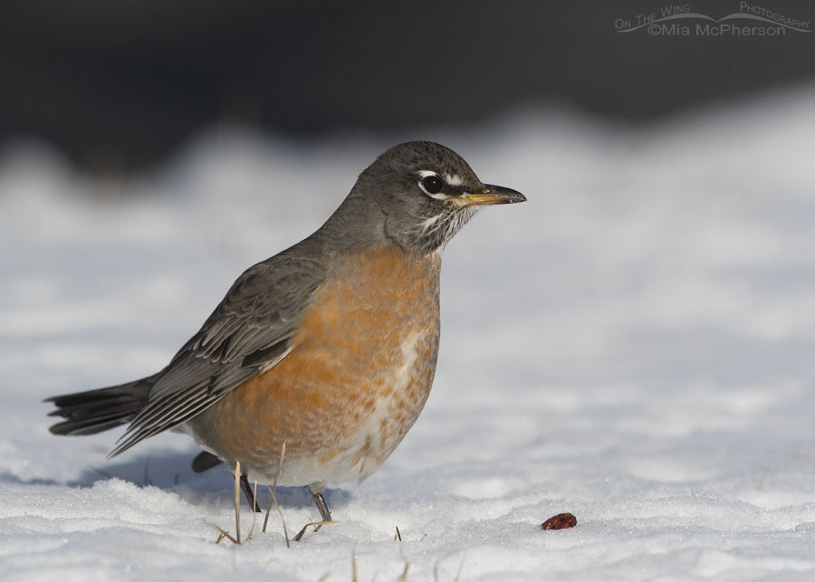 American Robin foraging for fruit through the snow, Salt Lake County, Utah