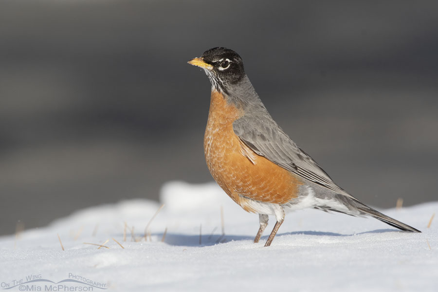 Perky American Robin in the snow, Salt Lake County, Utah