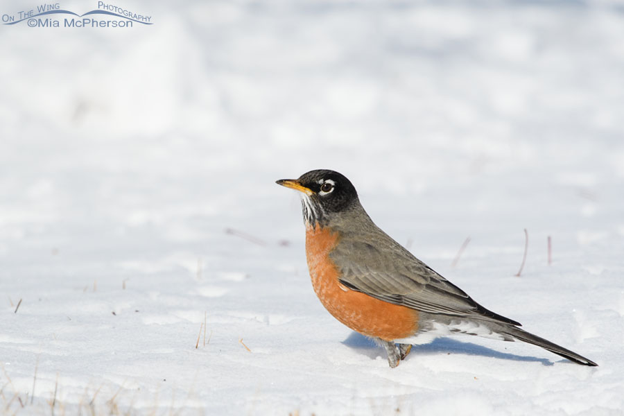 American Robin standing in fresh snow, Salt Lake County, Utah
