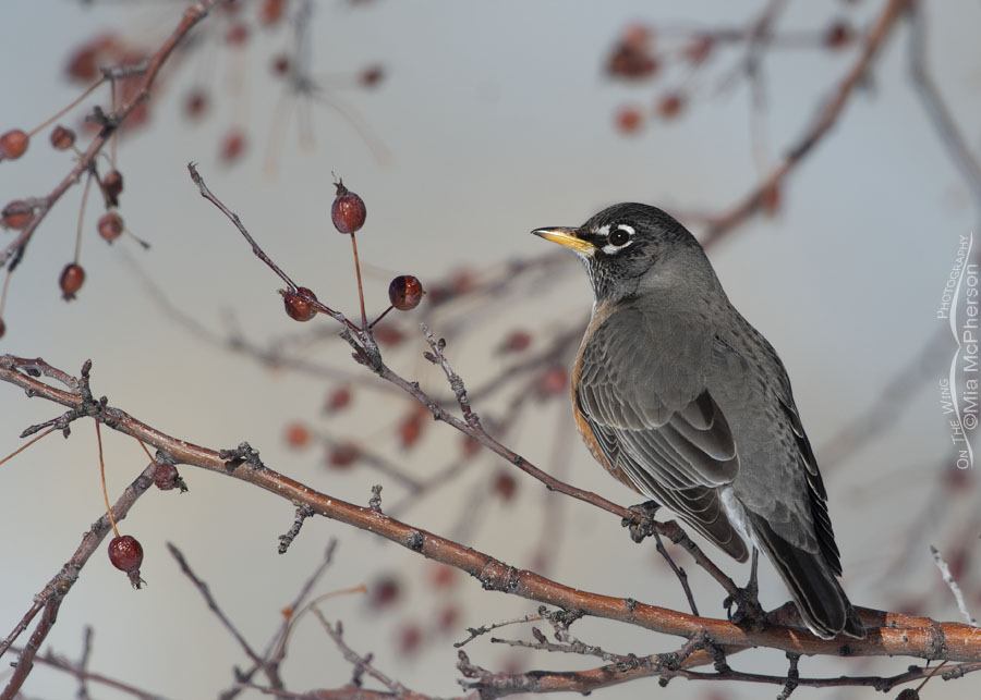 Winter American Robin perched in a crabapple tree, Salt Lake County, Utah