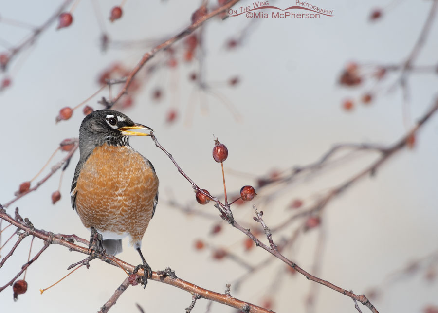 Winter American Robin picking at a twig, Salt Lake County, Utah