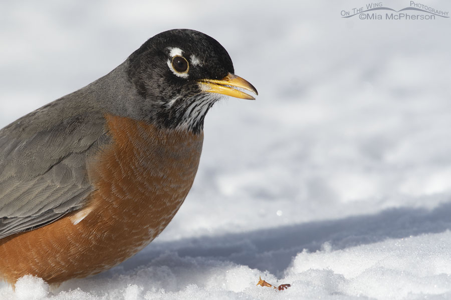Close up of a calling American Robin in the snow, Salt Lake County, Utah