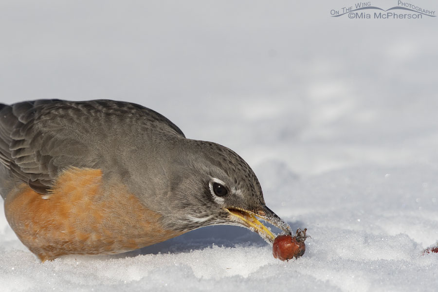 Close up of an American Robin picking up fruit from snow, Salt Lake County, Utah