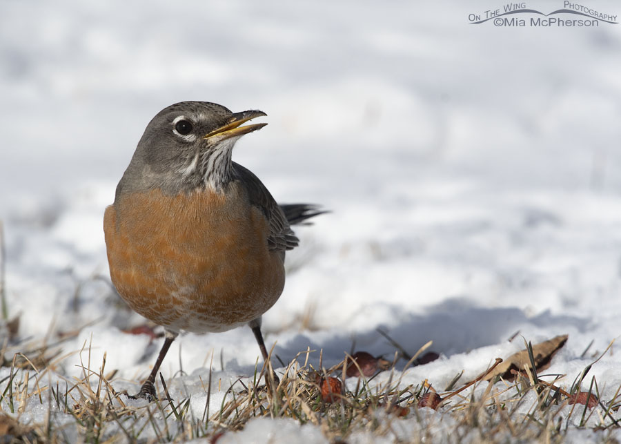 American Robin calling in the snow, Salt Lake County, Utah