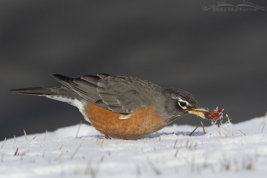 American Robin plucking a crabapple from the snow, Salt Lake County, Utah