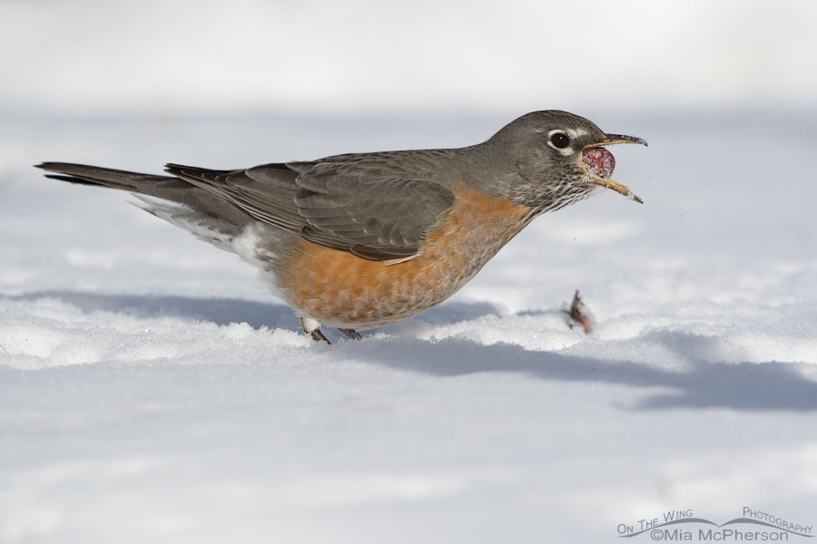 Snowy American Robin swallowing a crabapple whole, Salt Lake County, Utah