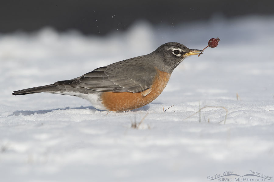 An American Robin swinging a crabapple around on a winter day, Salt Lake County, Utah