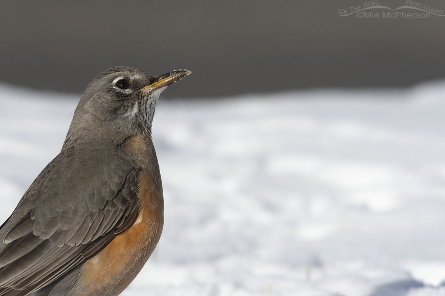 Wintertime American Robin with an eye on the sky, Salt Lake County, Utah