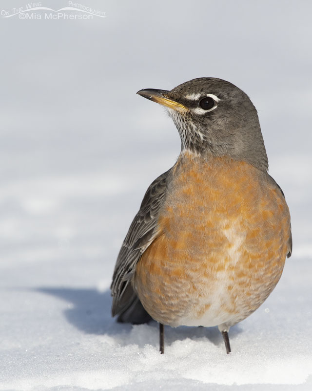 American Robin close up in a field of snow, Salt Lake County, Utah