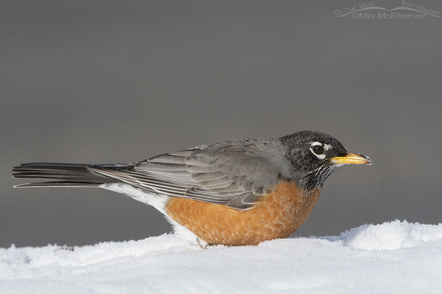 American Robin on a mound of snow, Salt Lake County, Utah