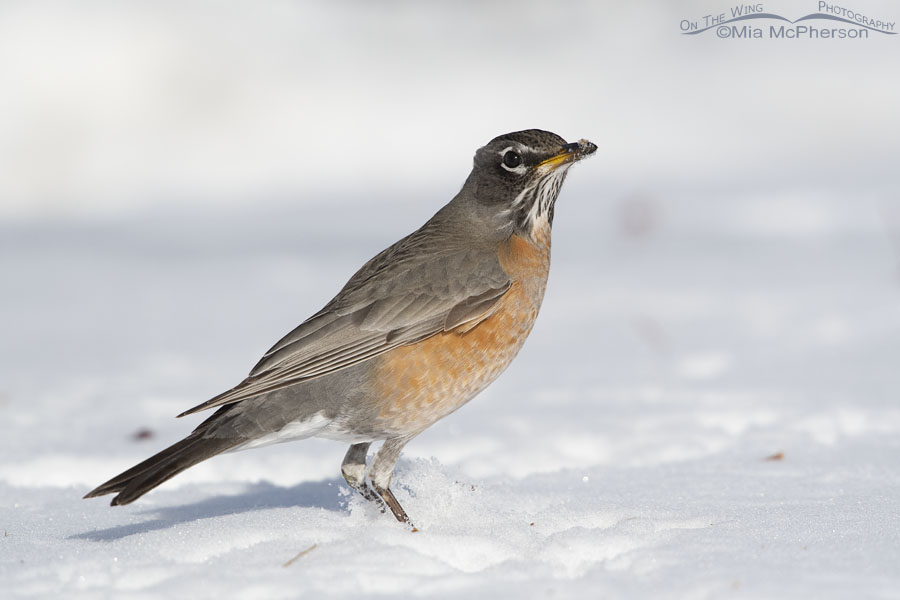 American Robin stirring up some snow, Salt Lake County, Utah