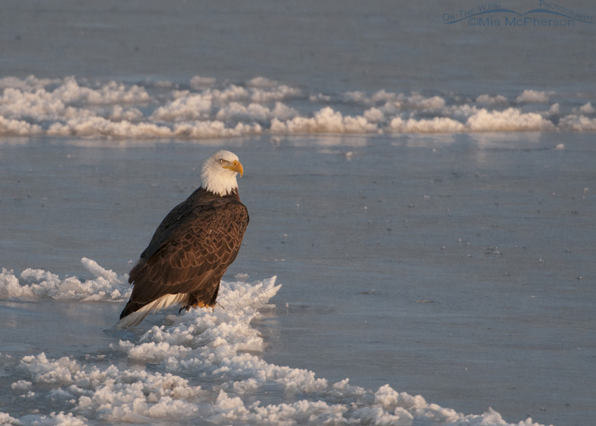Bald Eagle on ice, Antelope Island State Park, Davis County, Utah