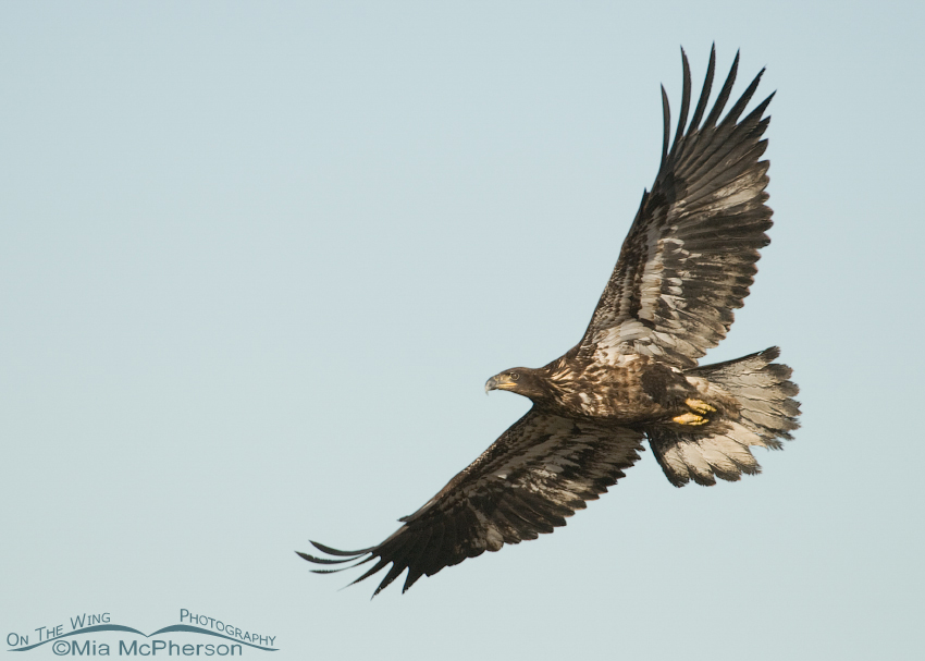 Two year old Bald Eagle in flight, Farmington Bay WMA, Davis County, Utah
