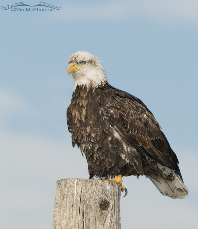 Perched four year old Bald Eagle, Farmington Bay WMA, Davis County, Utah