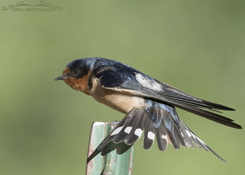 Barn Swallow stretching on a post, Wasatch Mountains, Morgan County, Utah