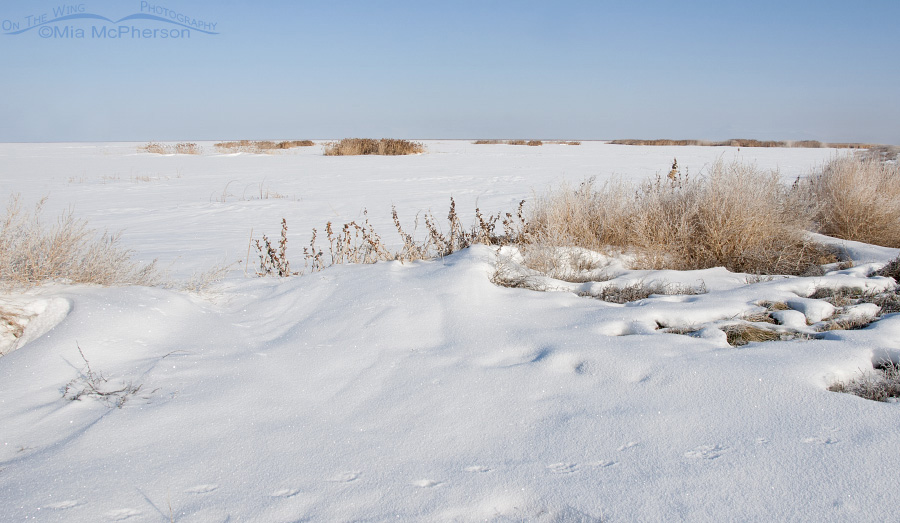 Snow covered view of Bear River Migratory Bird Refuge on a February morning, northern Utah