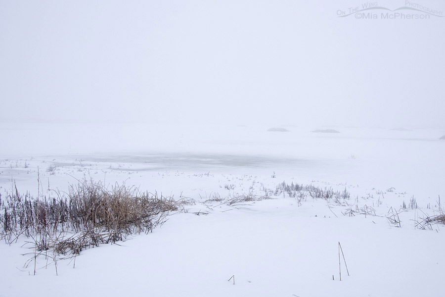 Bear River MBR winter snow and heavy fog, Bear River Migratory Bird Refuge, Box Elder County, Utah